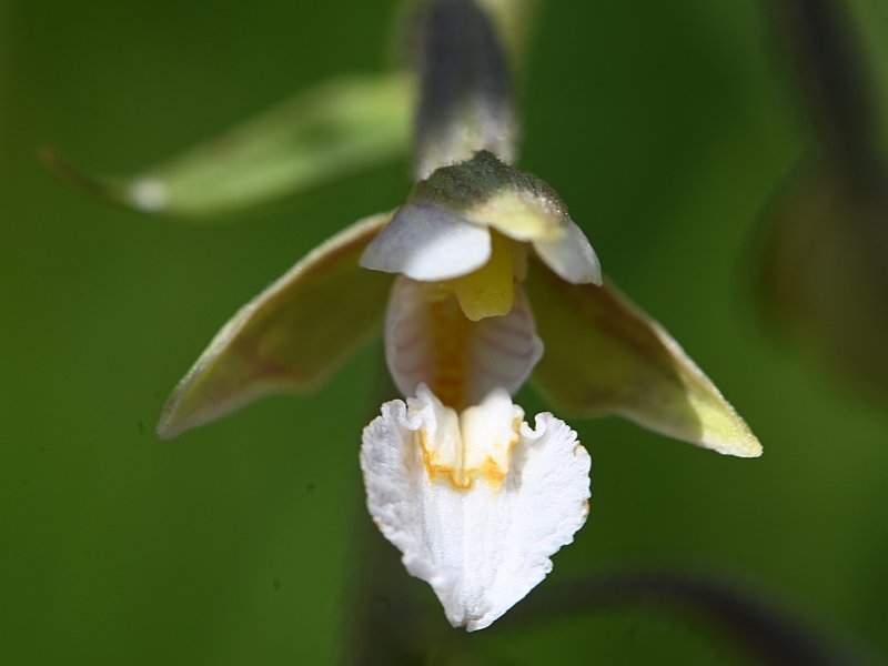Epipactis palustris