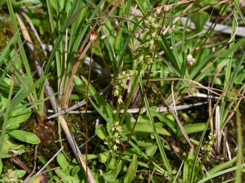 Herminium monorchis