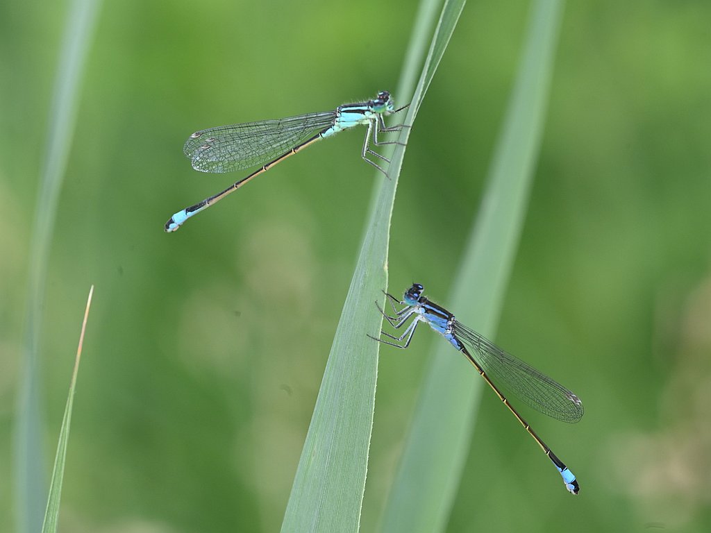 Ichnura elegans