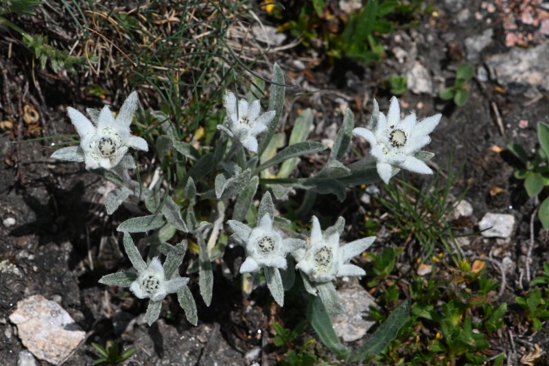 edelweiss