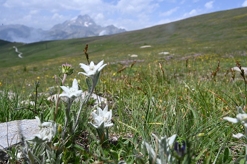 edelweiss