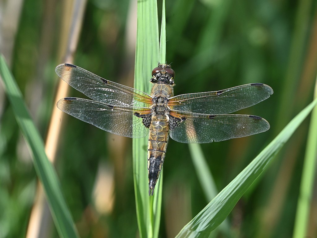 Libellula quadrimaculata