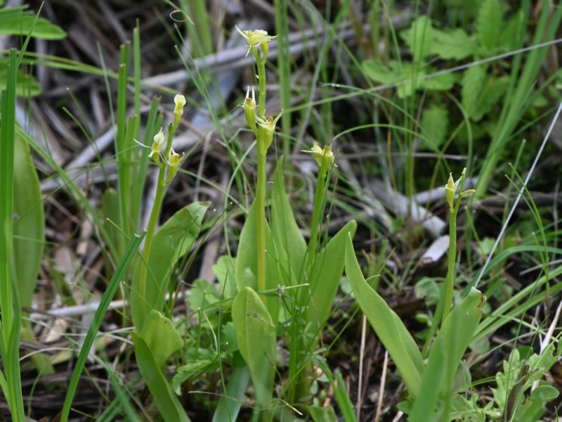 Liparis loeselii