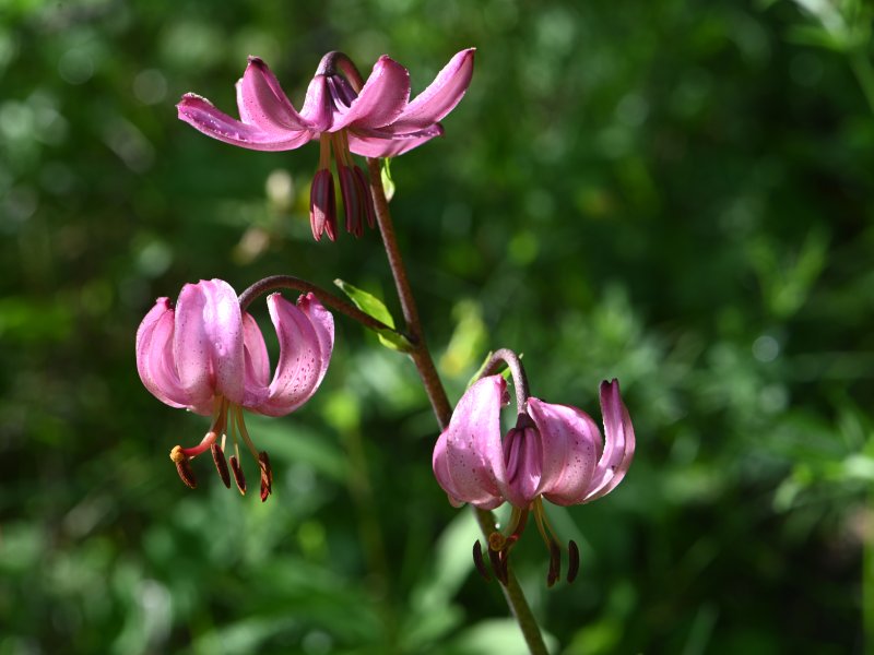 lys martagon