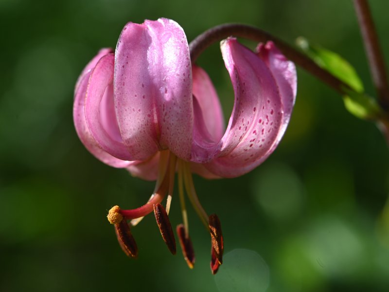 lys martagon