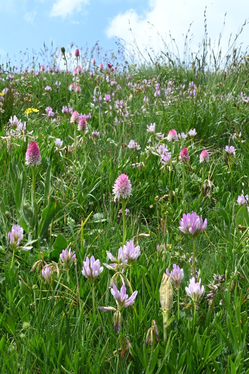 champ Nigritella corneliana