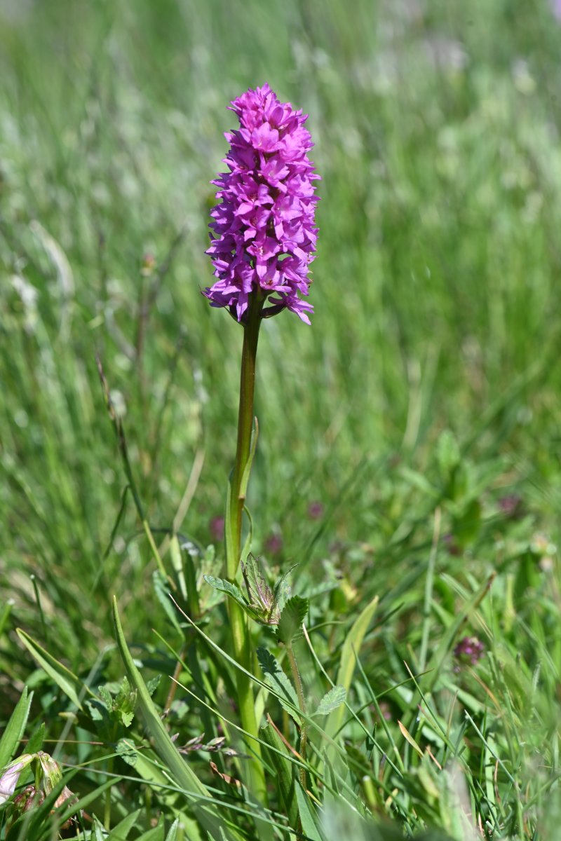 hybride Nigritella corneliana x gymnadenia conopsea