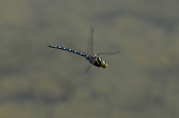 Aeschna