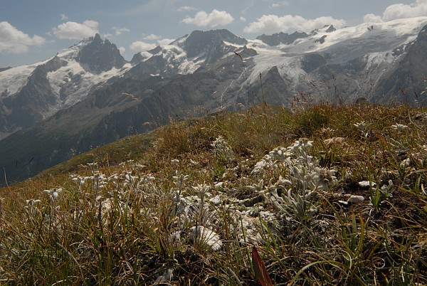 Leontopodiul alpinum