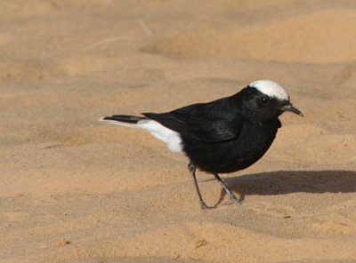 traquet &agrave; t&egrave;te blanche (Oenanthe leucopyga)