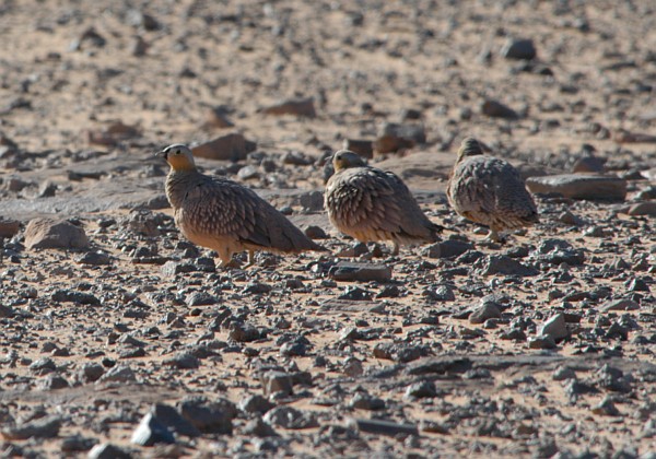 ganga couronn&eacute; (Pterocles coronatus)