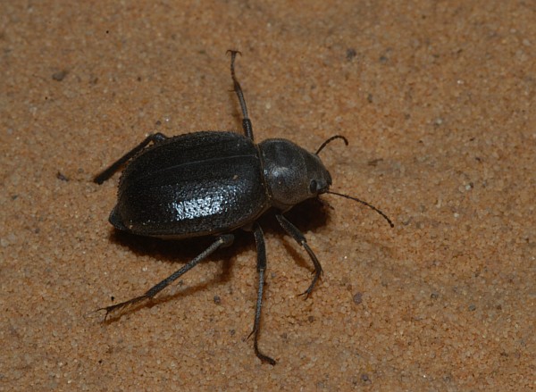coléoptère ténébrionidé