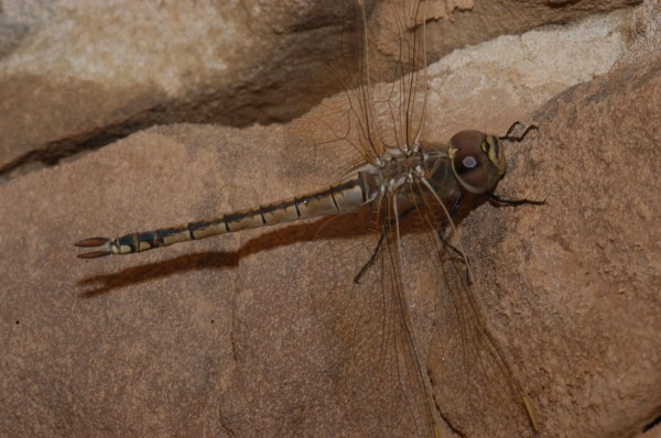 Hemianax ephippiger
