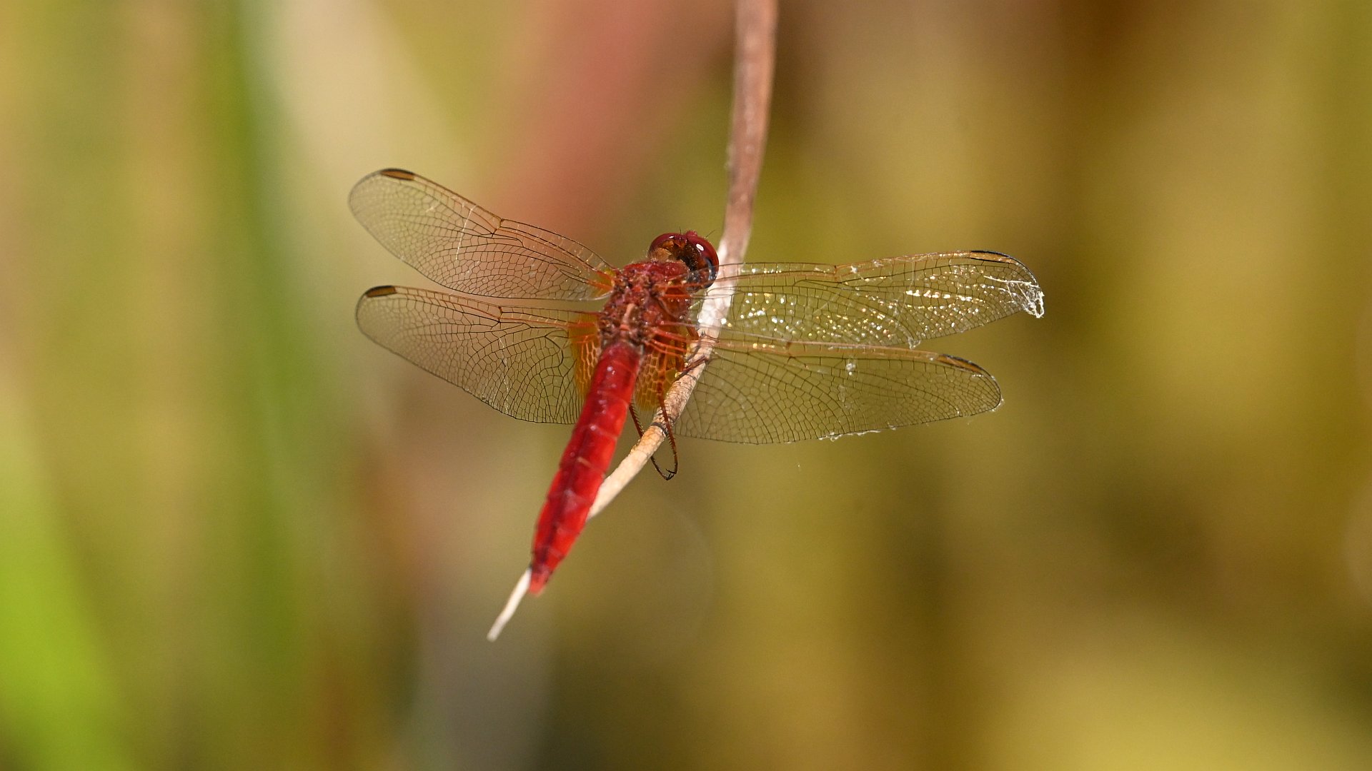 Crocothemis