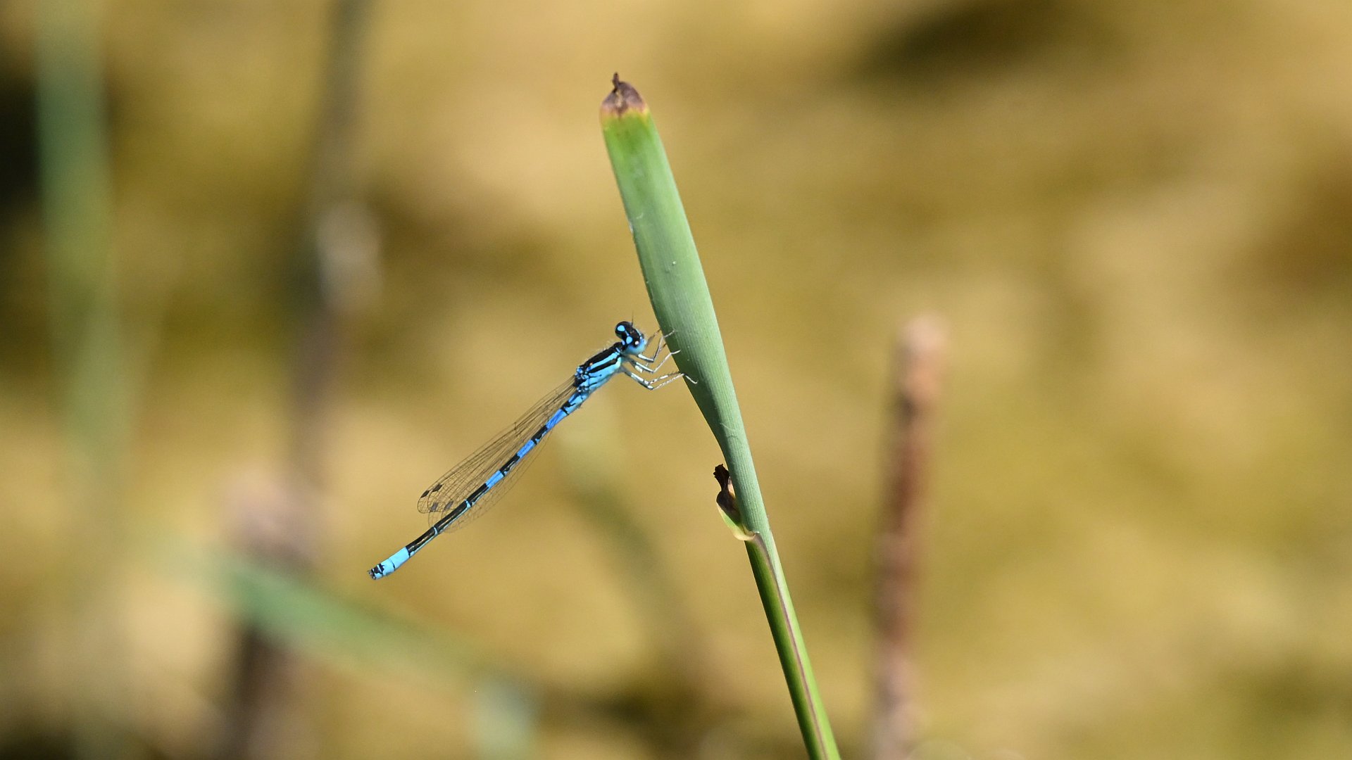 coenagrion