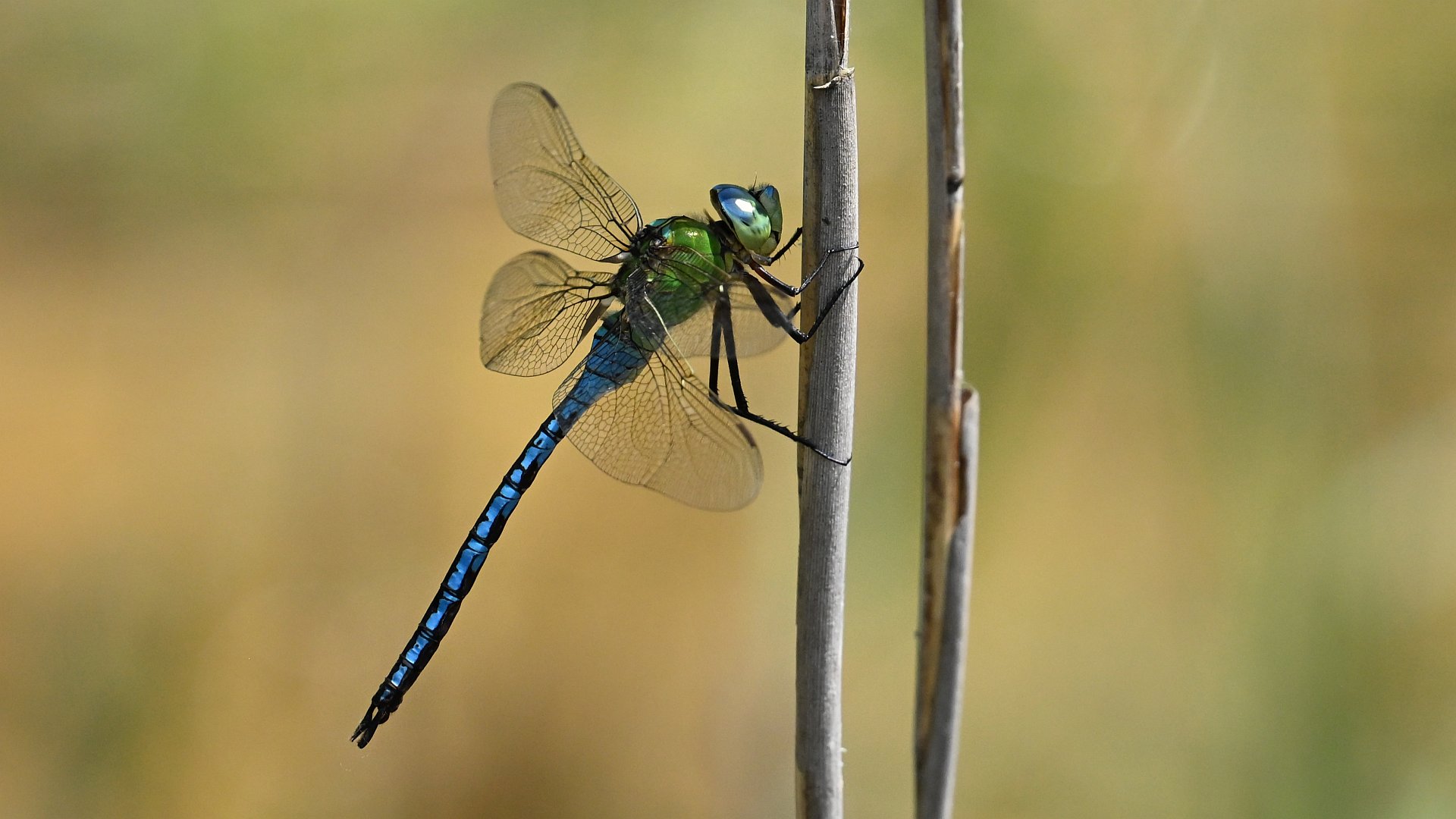 Anax