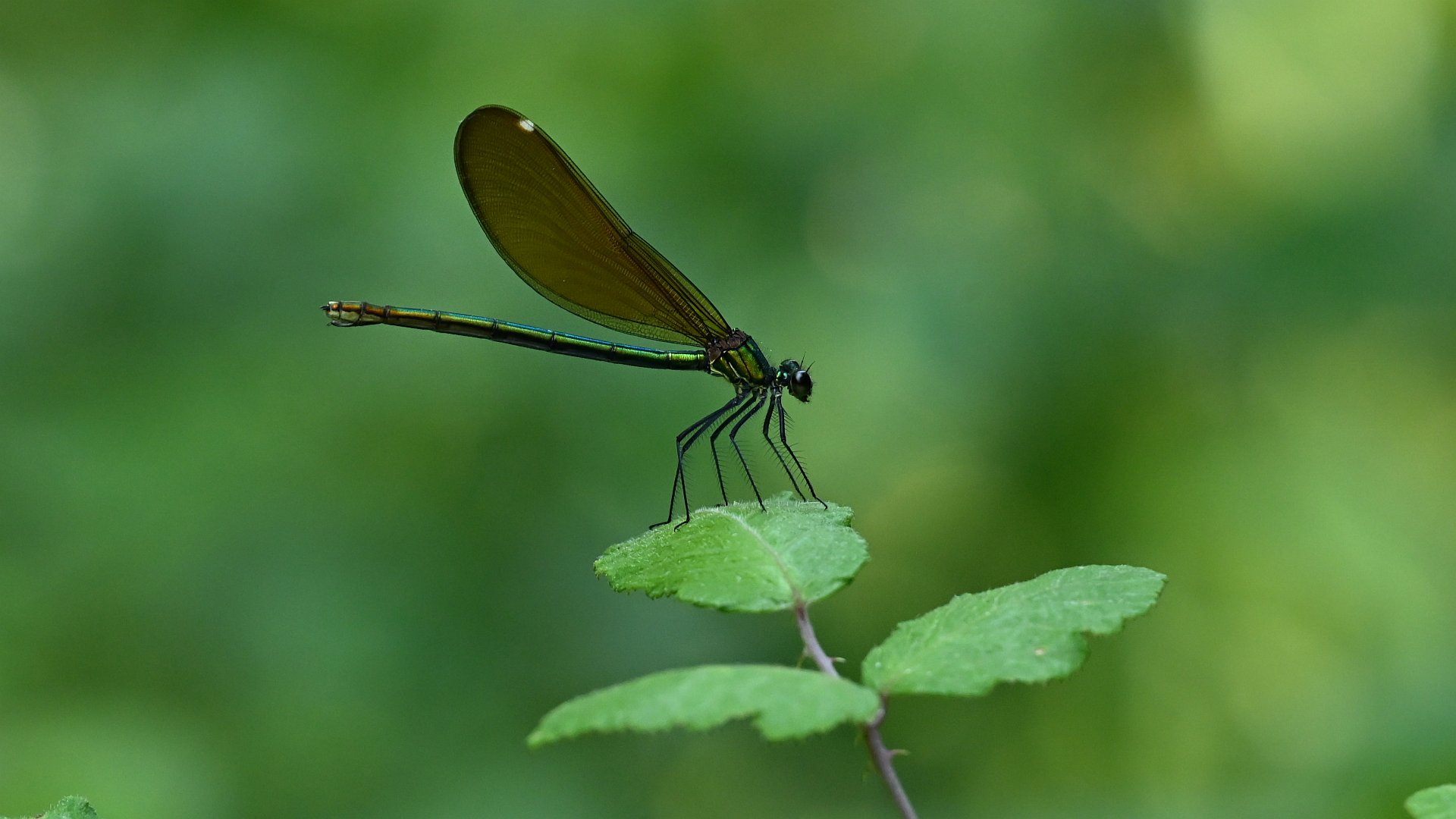 Calopteryx