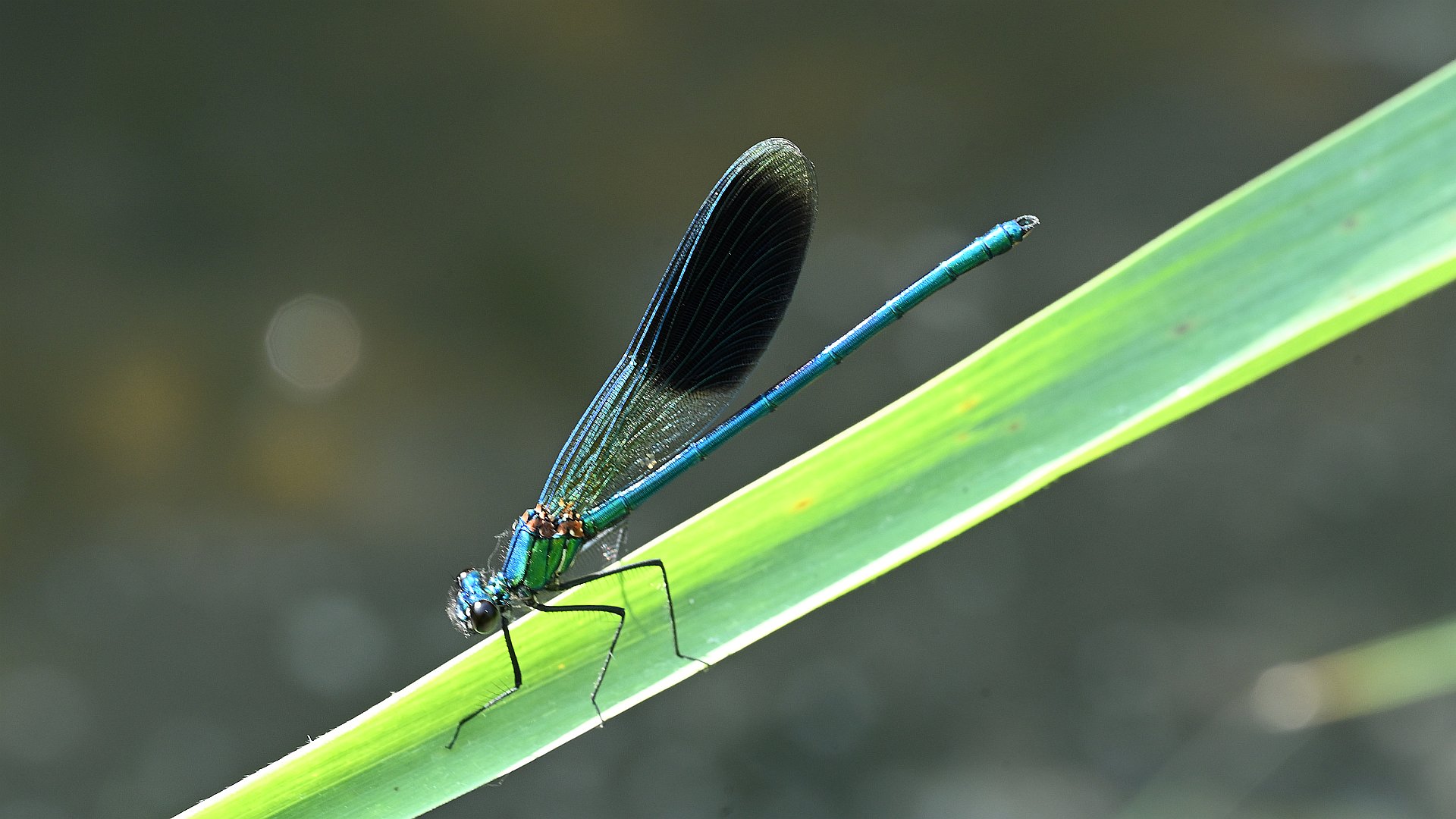 Calopteryx