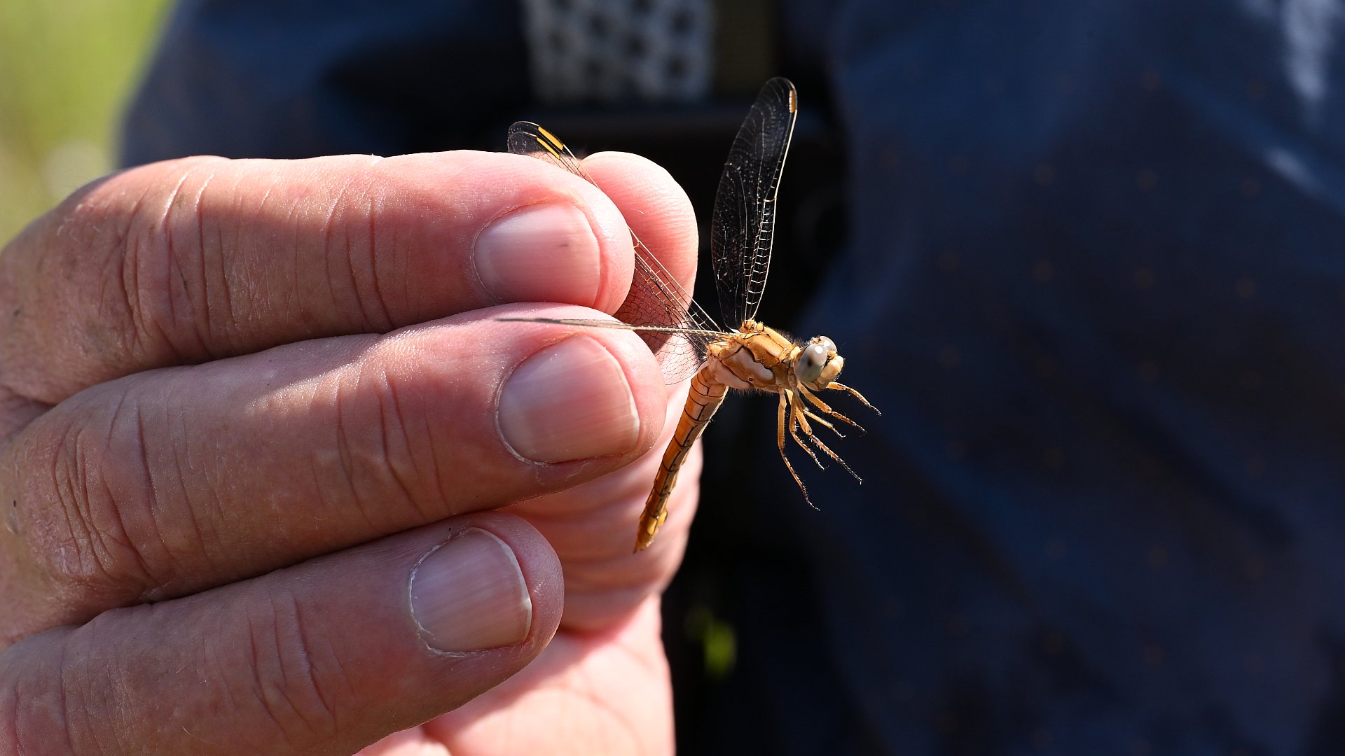 Orthetrum brunneum