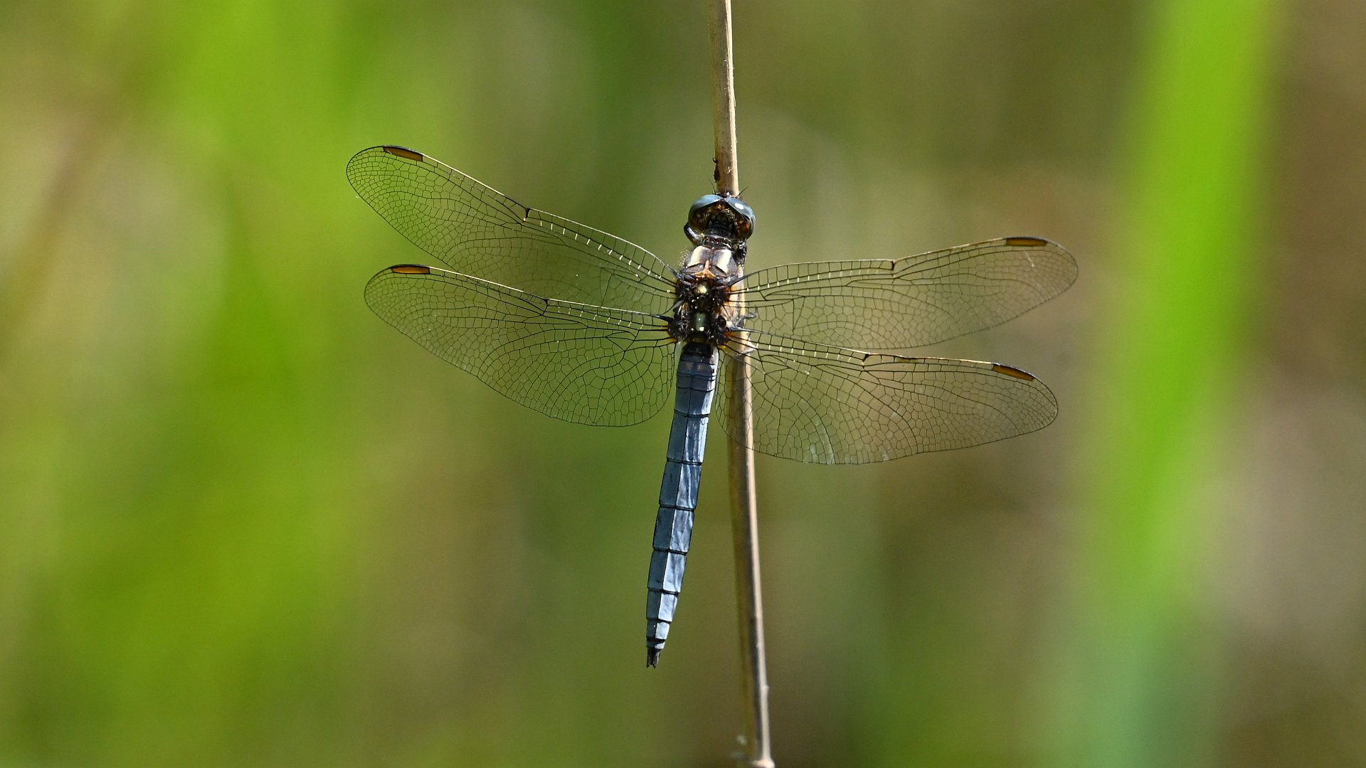 Orthetrum