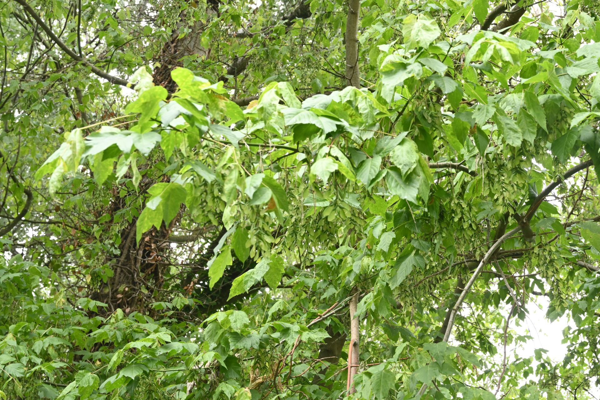 Acer negundo