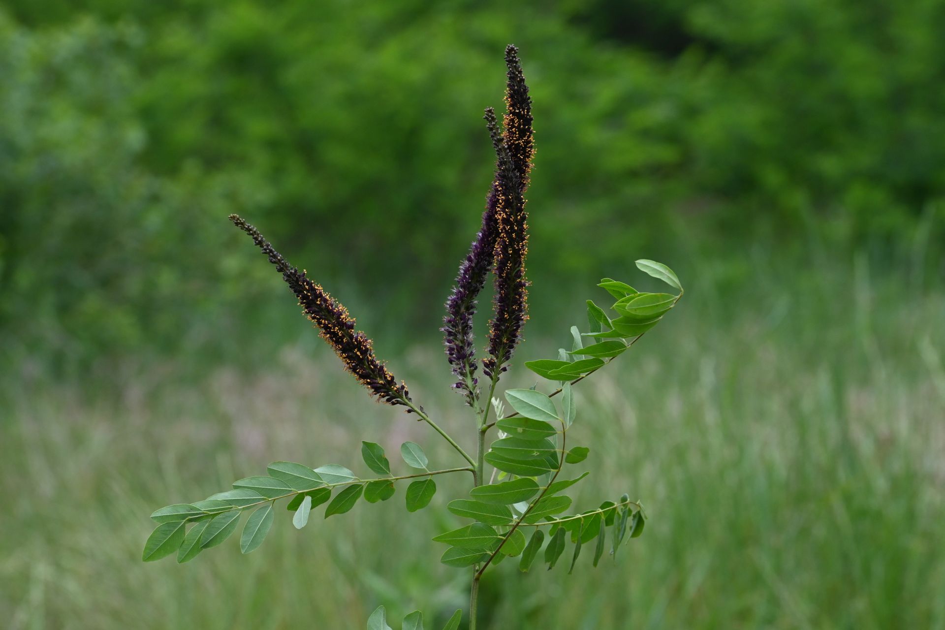 Amorpha