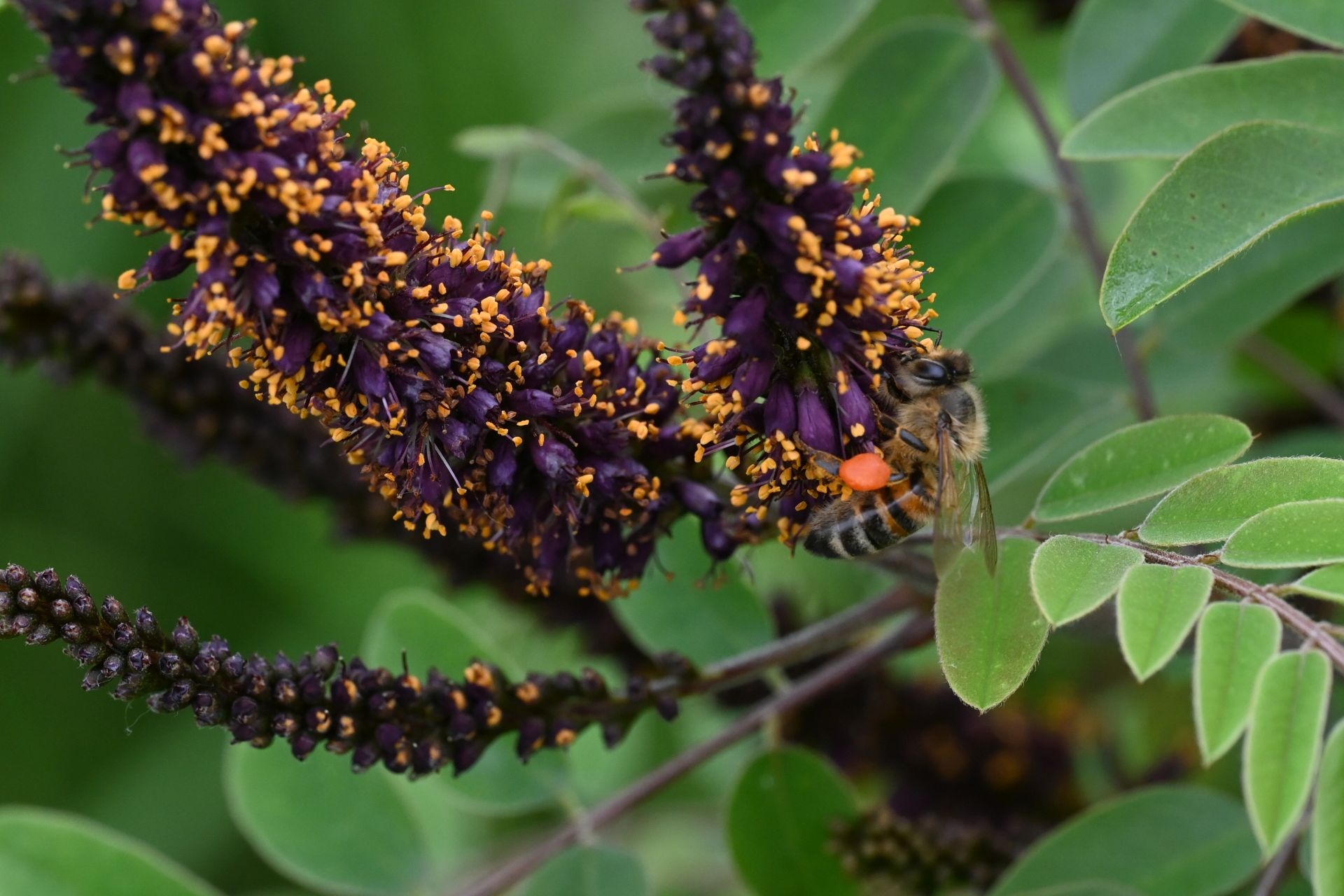 Amorpha