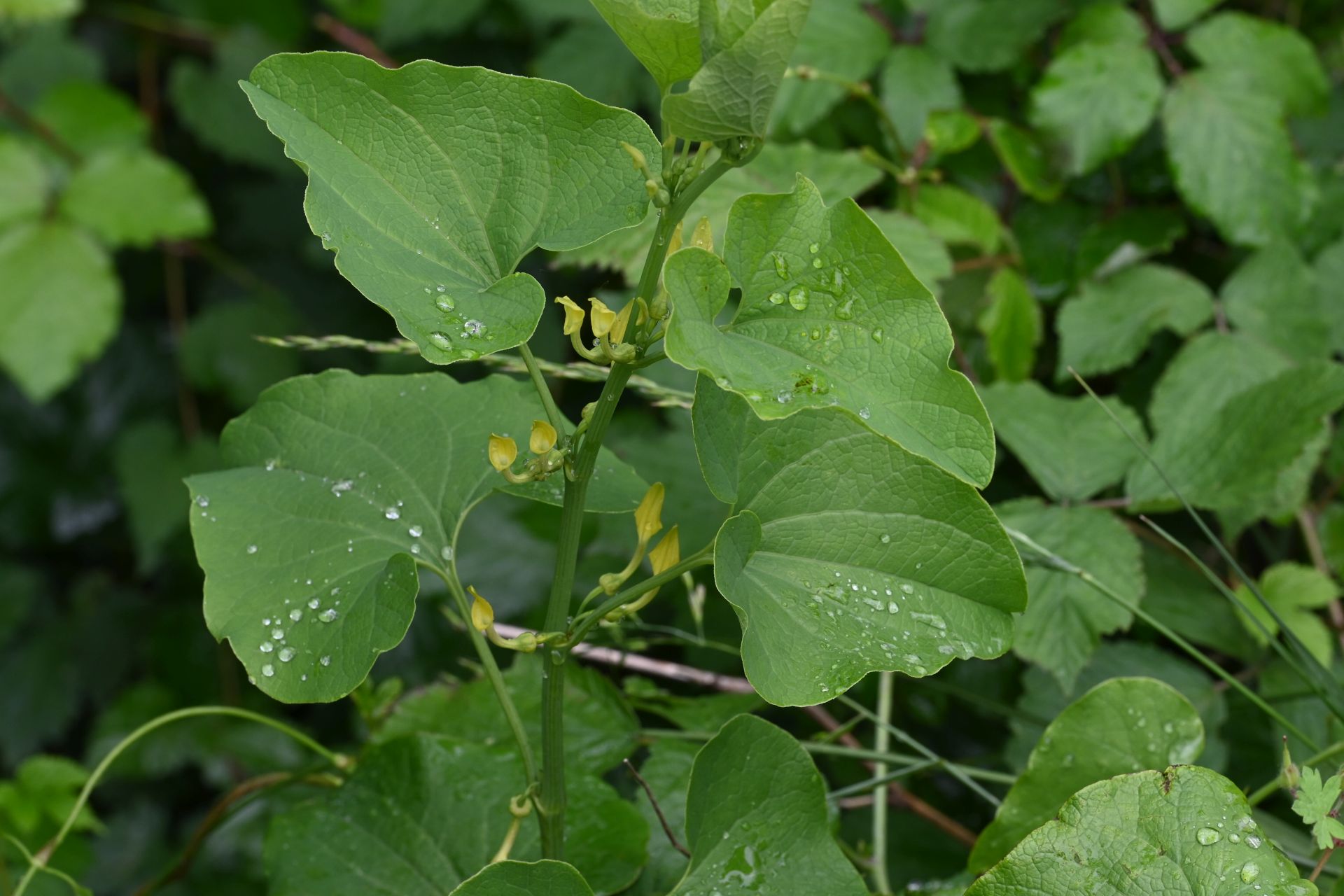 Aristolochia clematitis