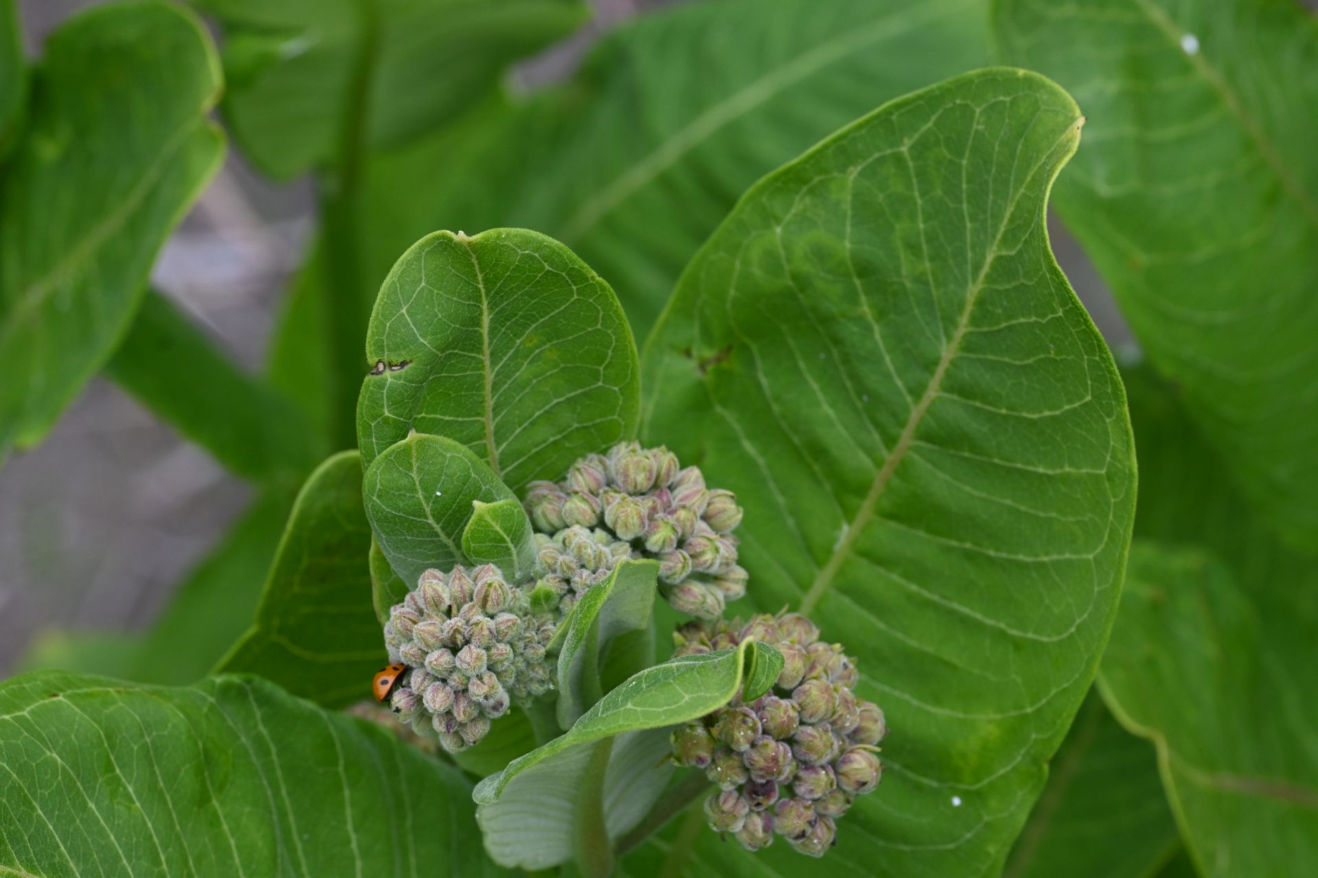 Asclepias