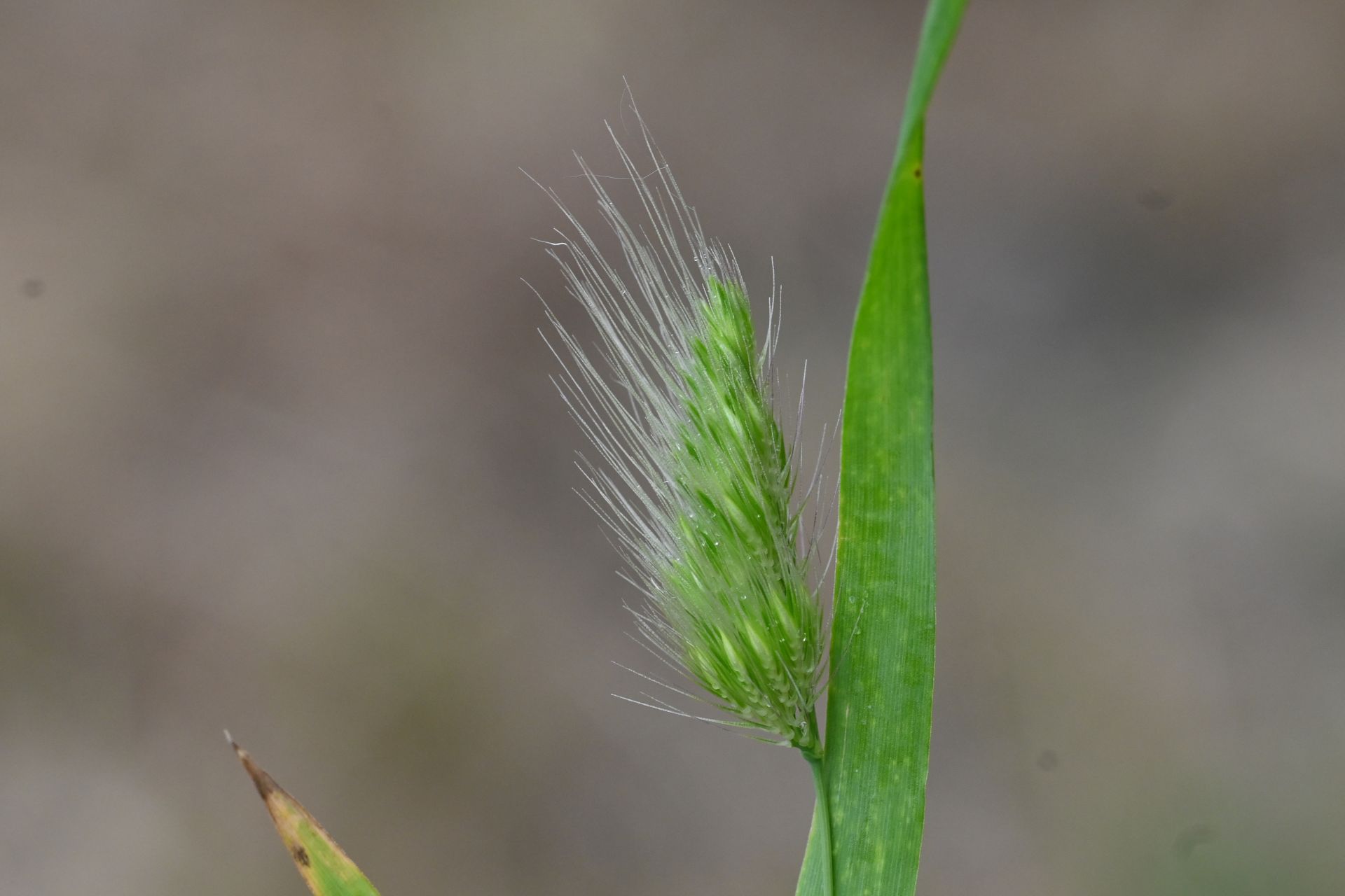 Cynosurus cristatus