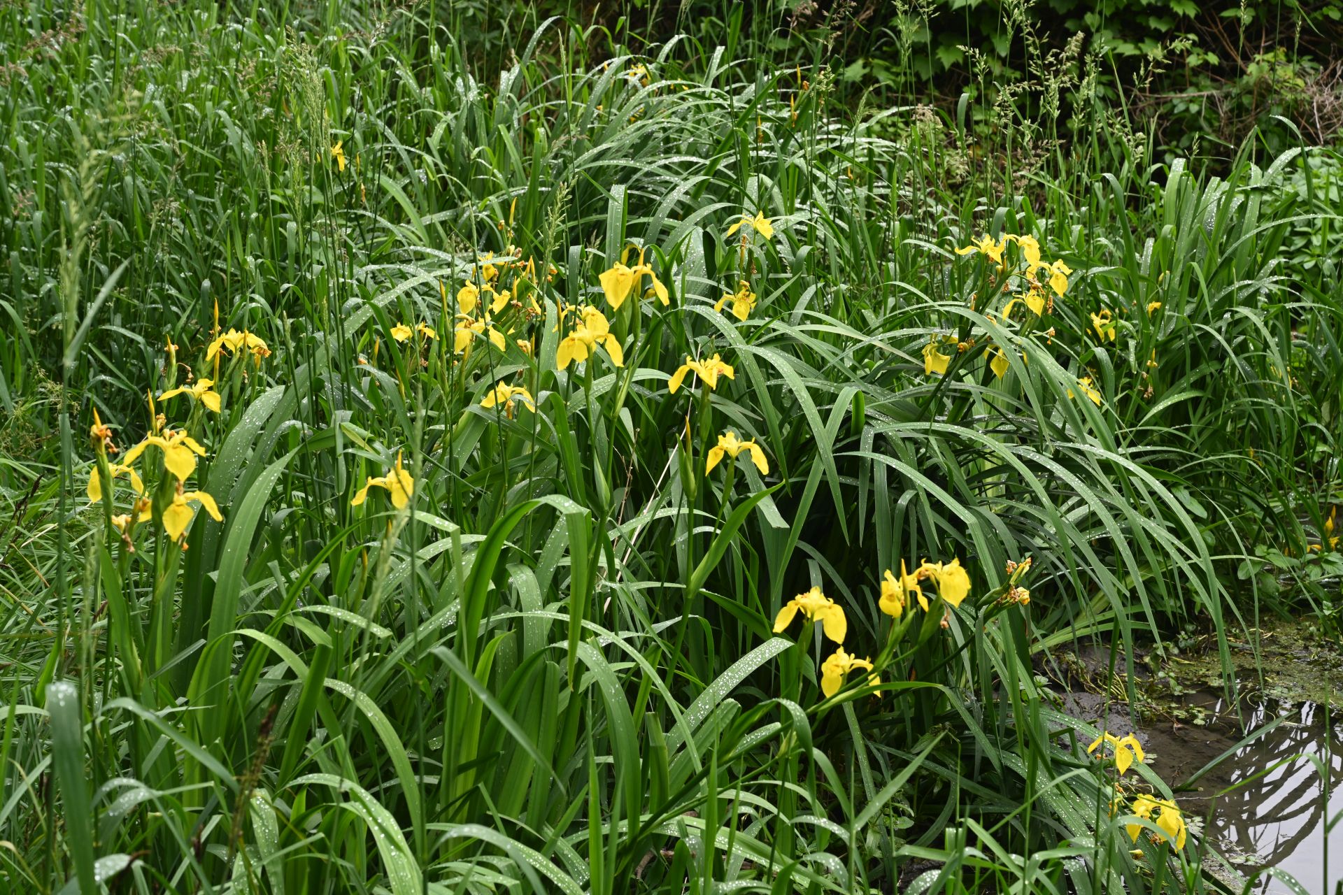 Iris pseudacorus