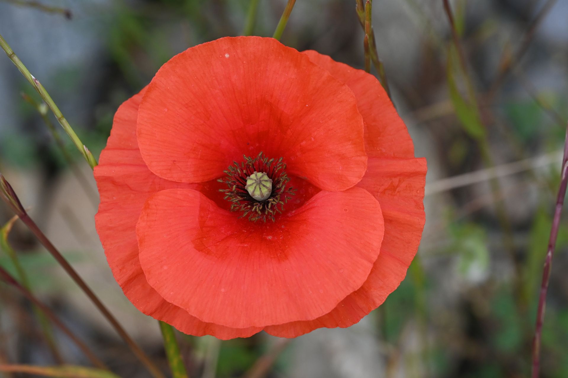 Papaver