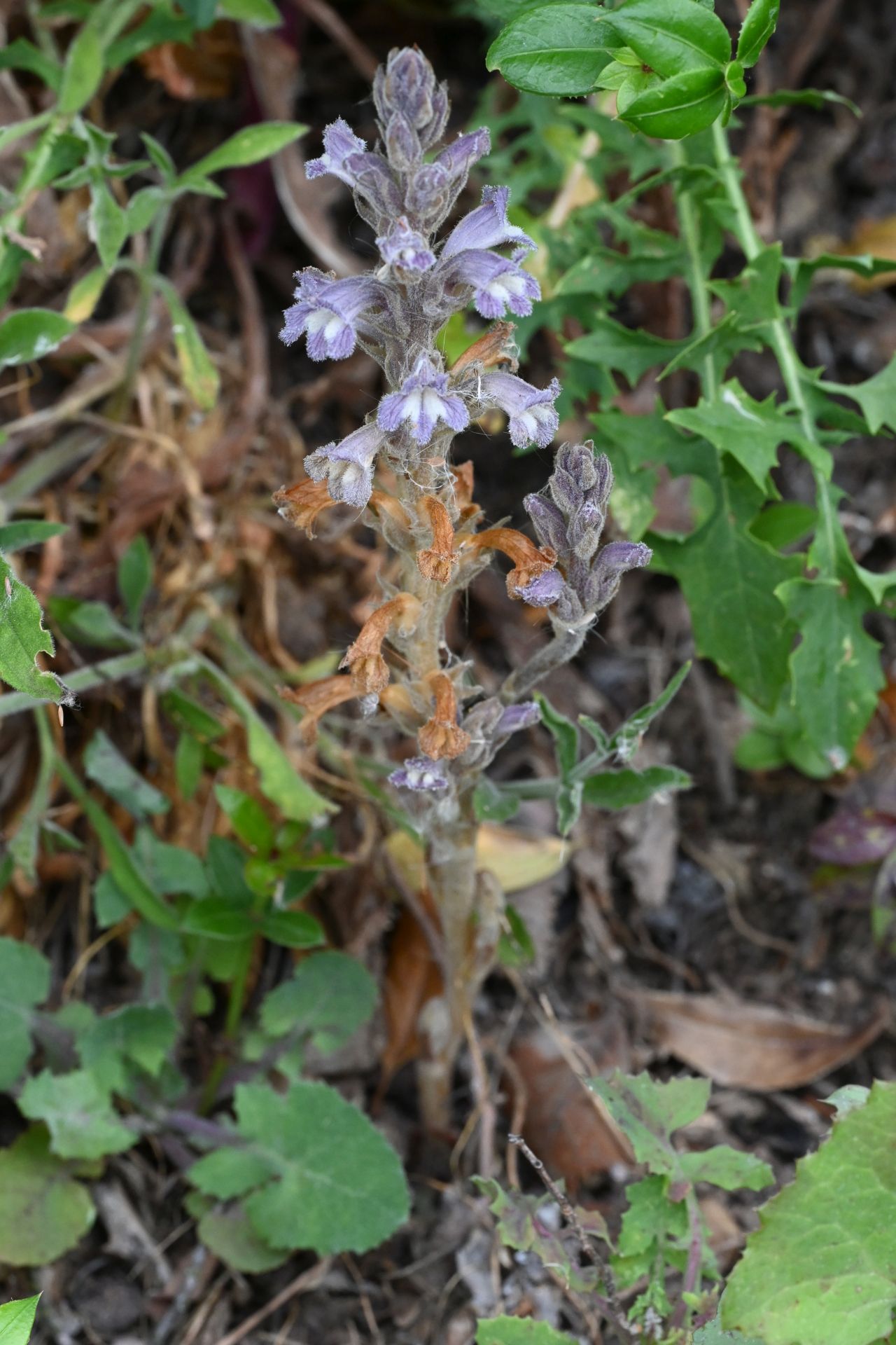 Philipppea nana
