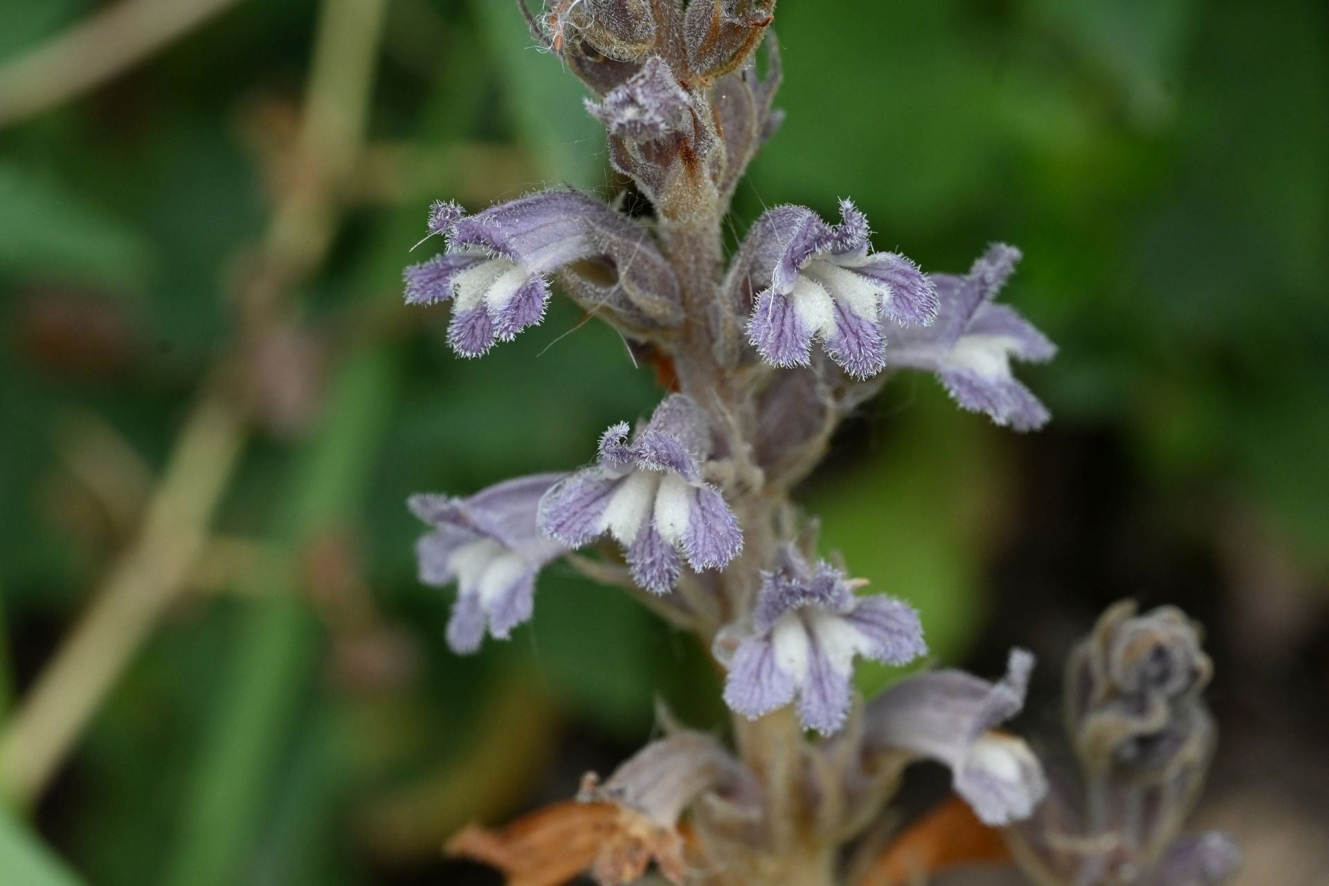 Philippea nana