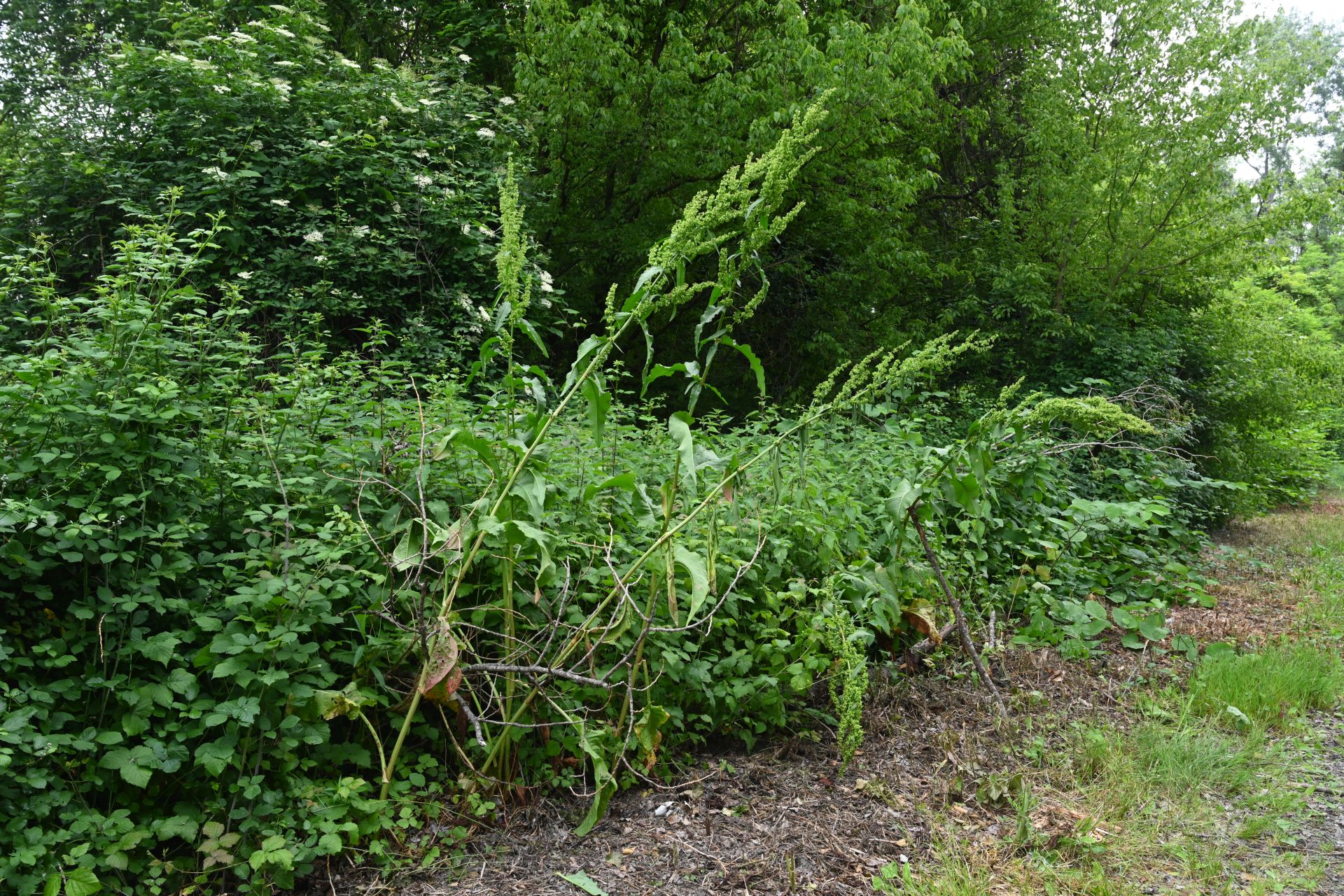 Rumex