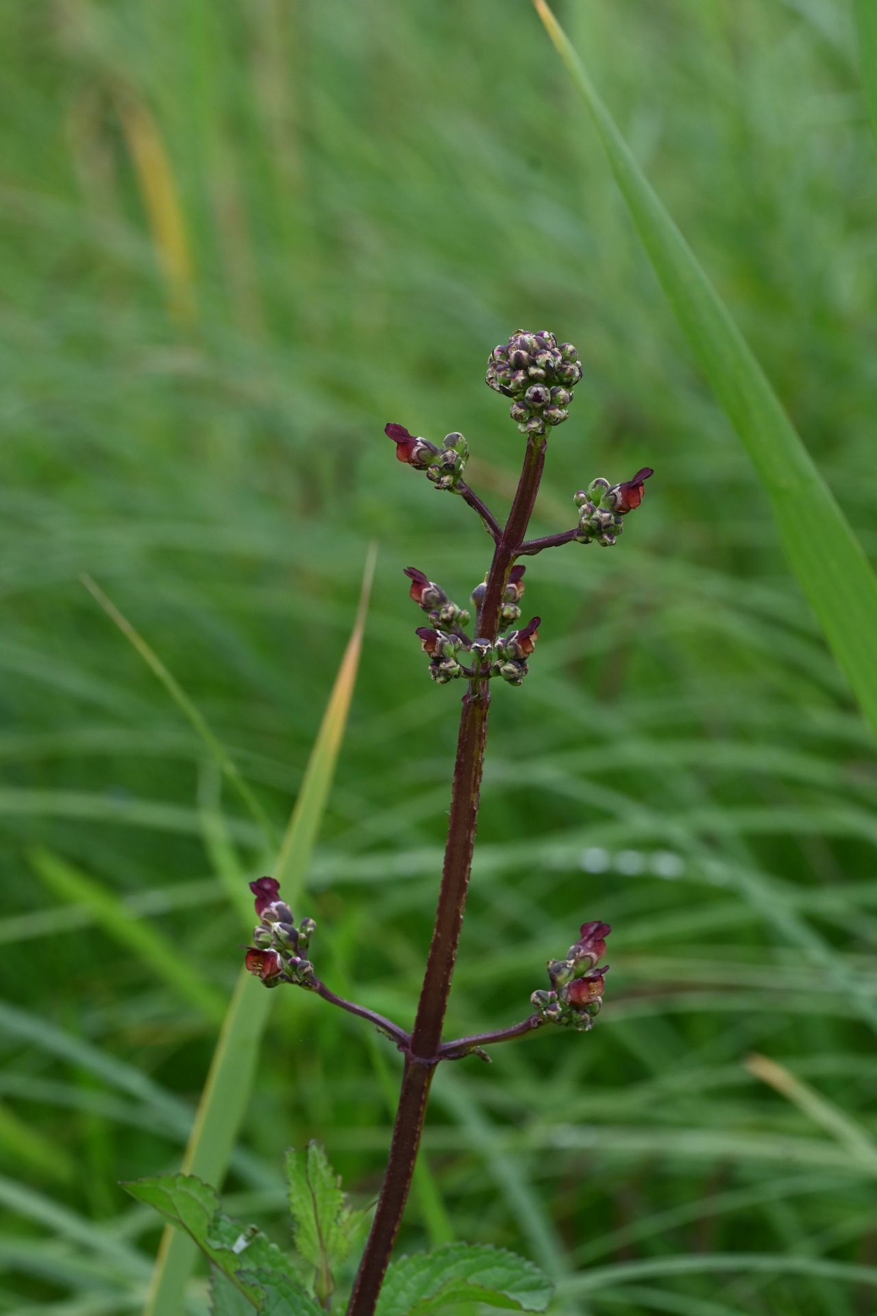 Scrofularia nodosa