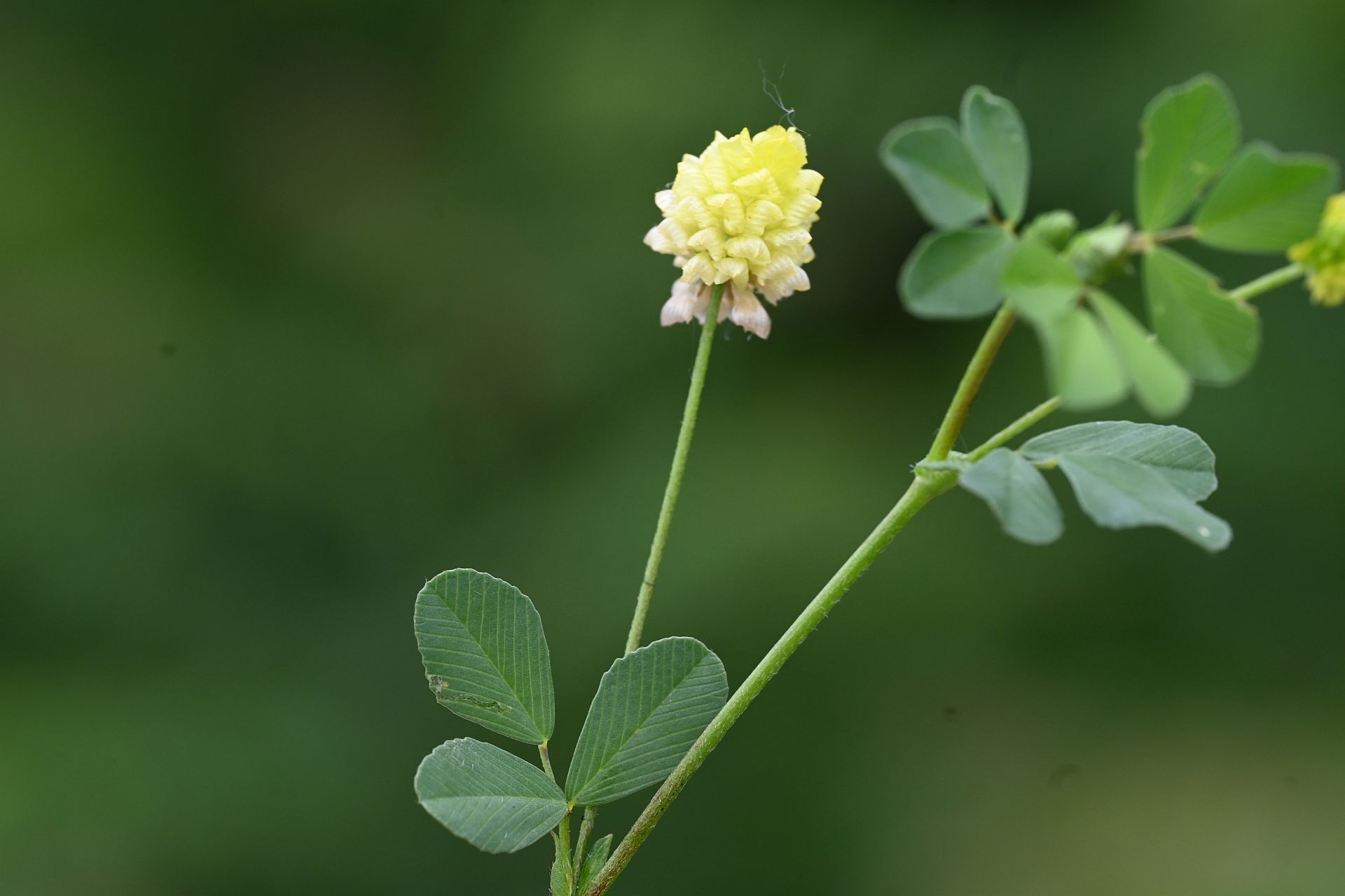 Trifolium campestre