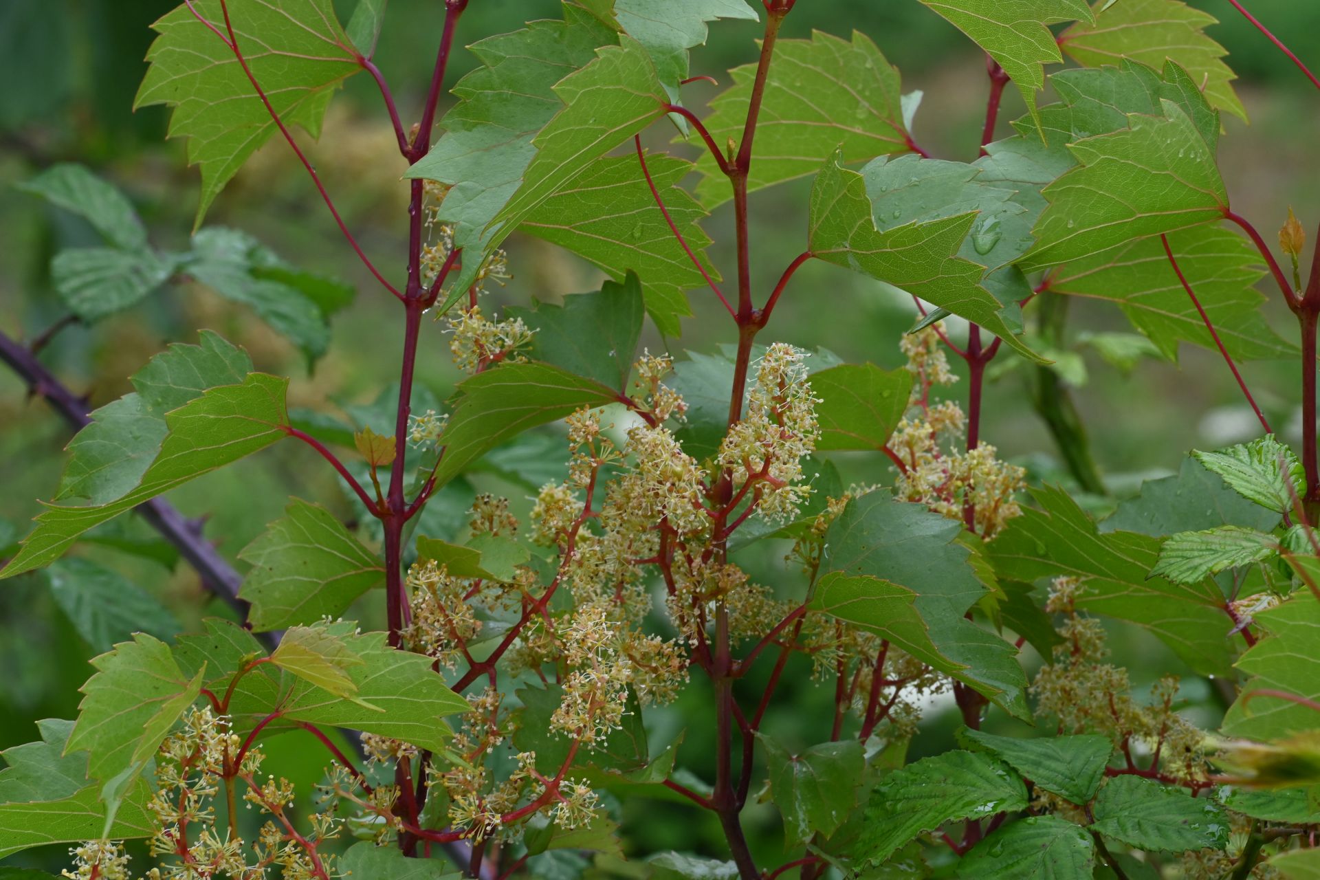 vigne amricaine