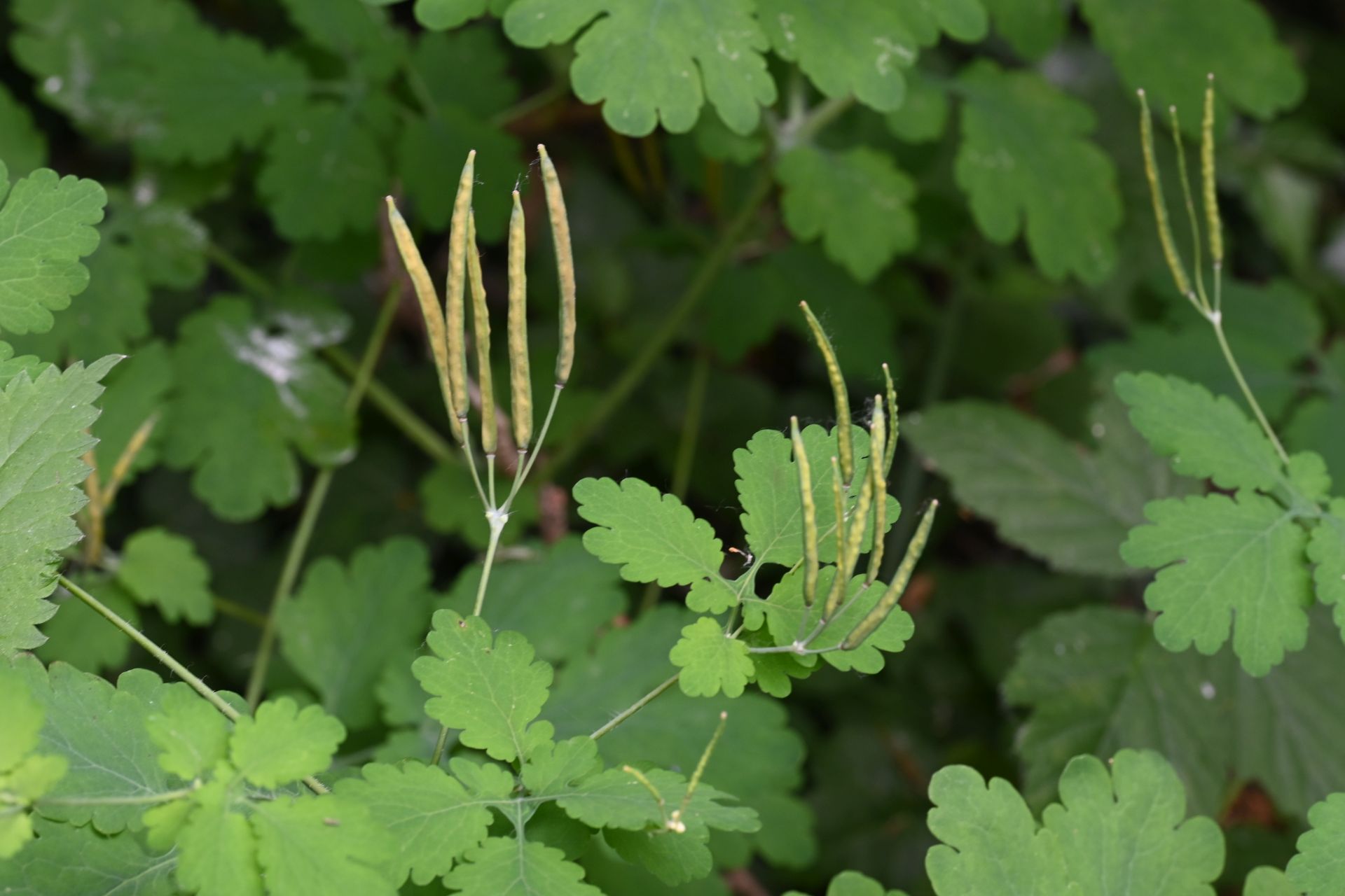 Chelidonium