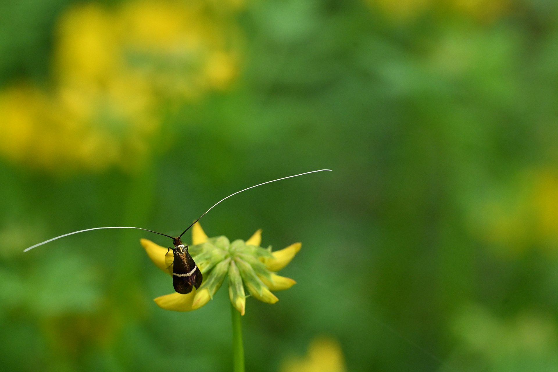 microlpidoptre