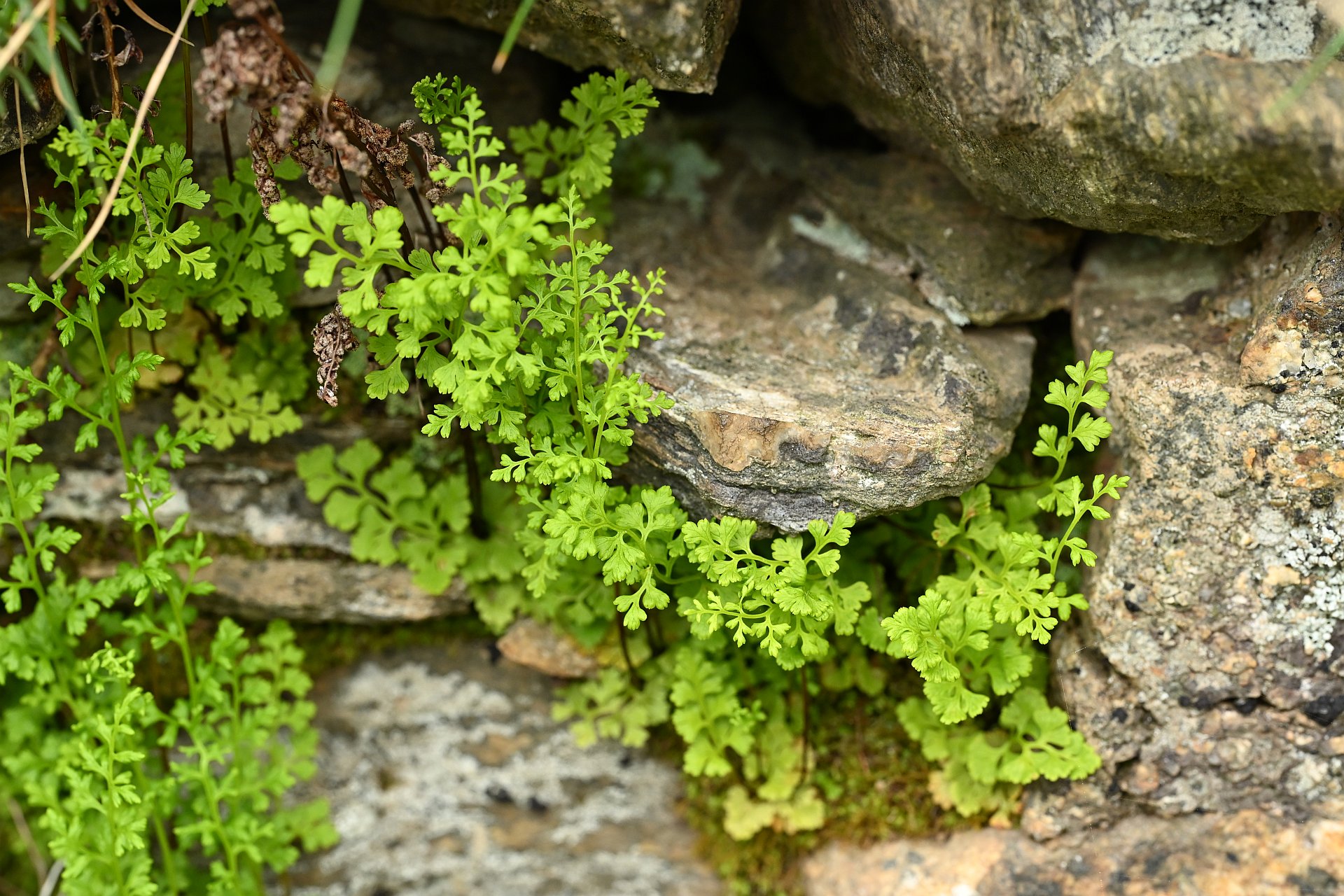 Annogramma leptophylla