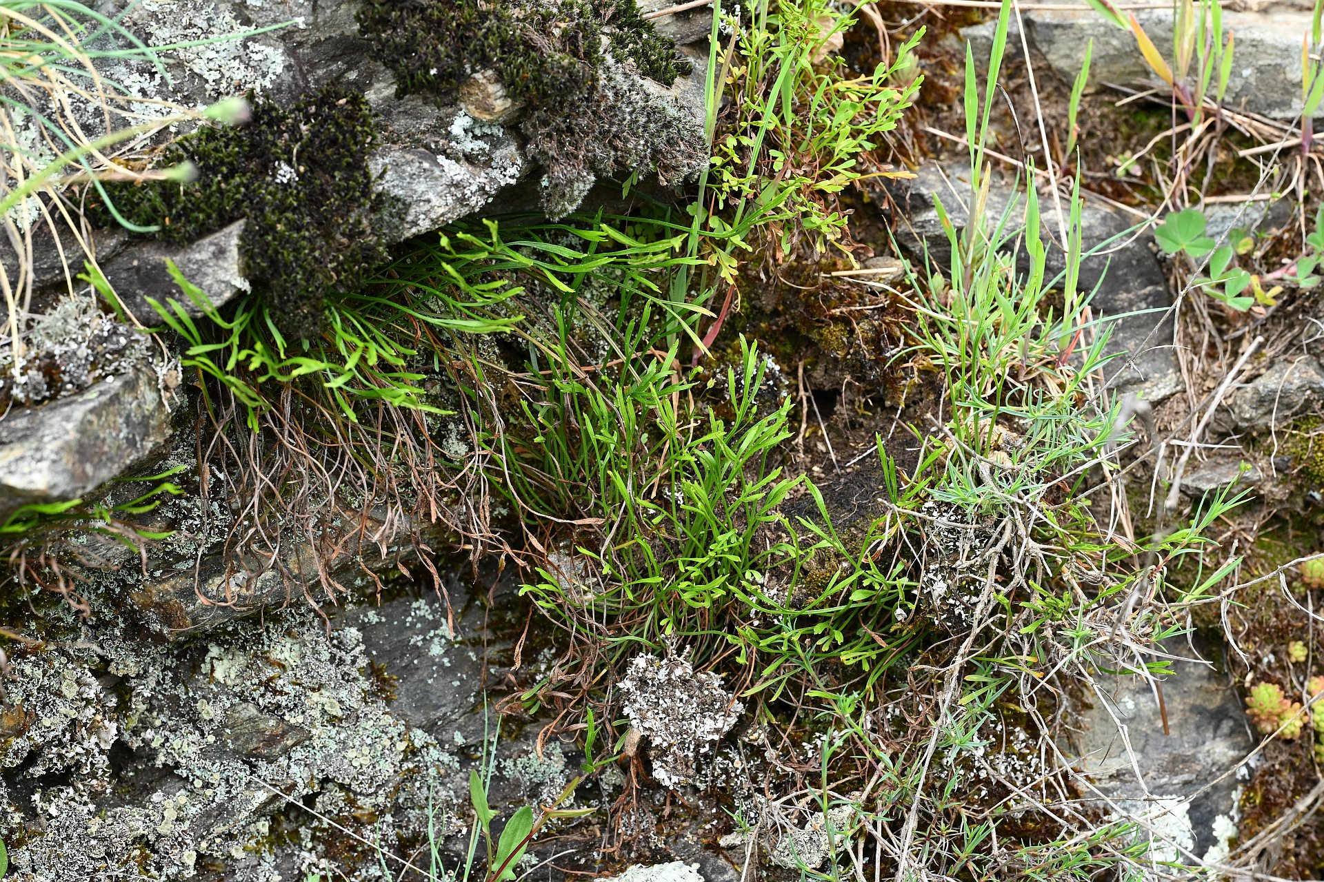 Asplenium hybride