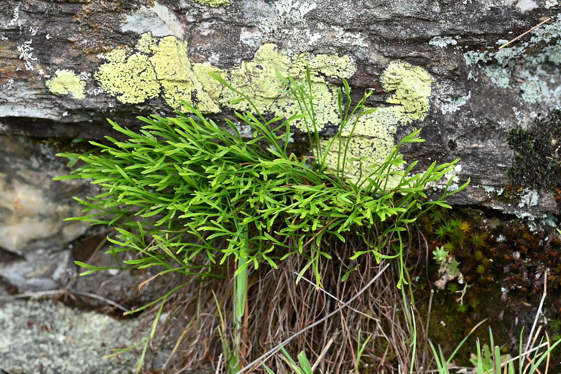 Asplenium septentrionale