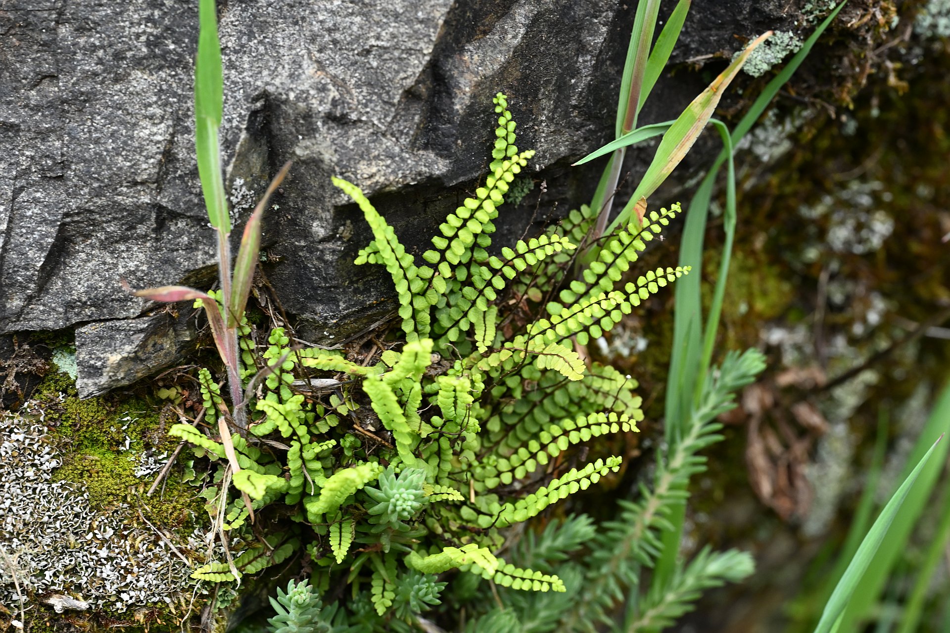 Asplenium trichomanes