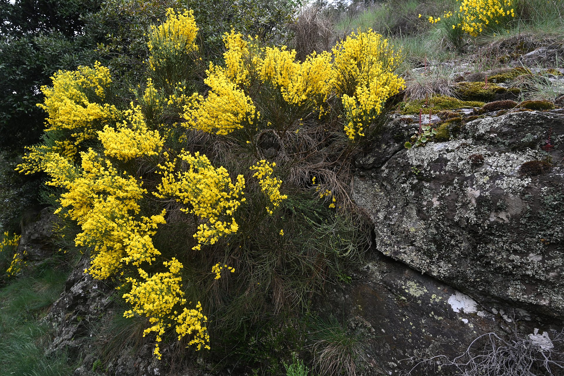 Cytisus oromediterraneus = Genista purgans
