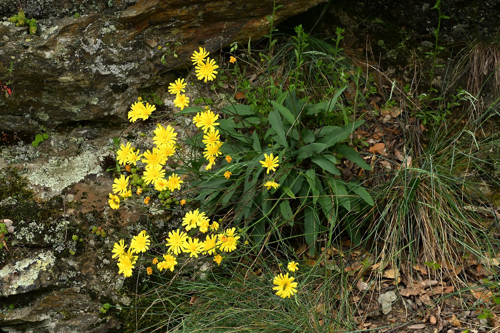 Hieracium sp.