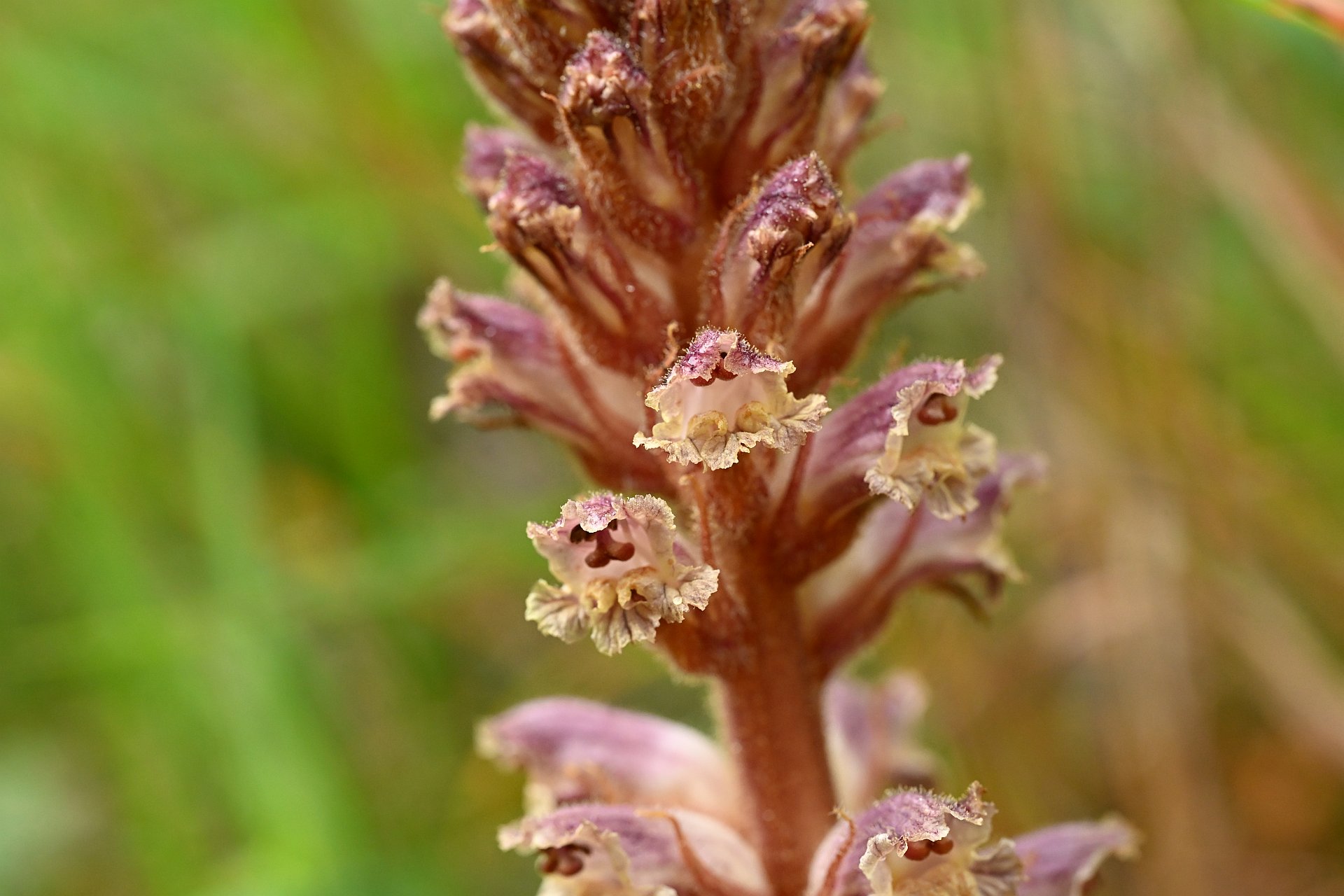 Orobanche