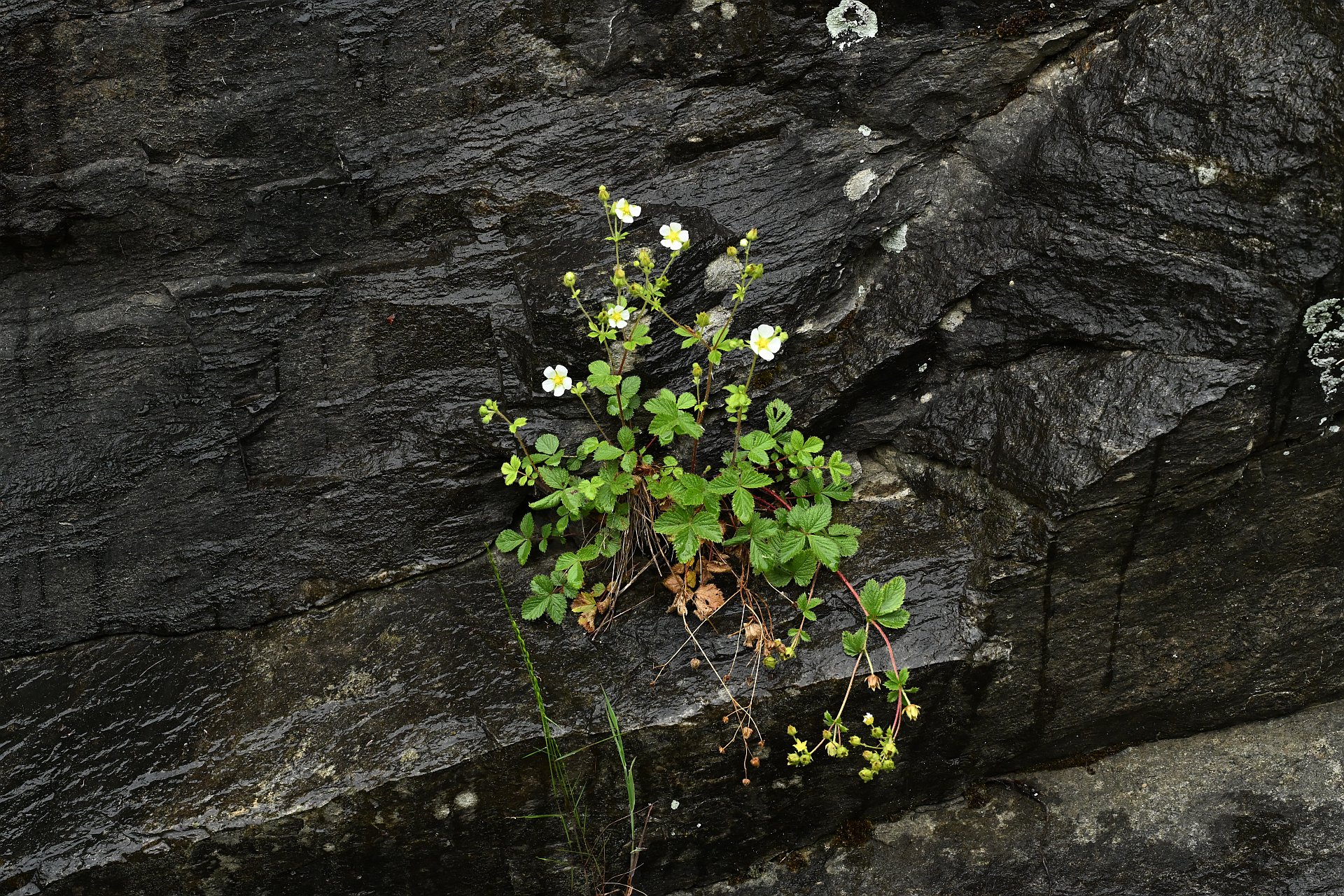Potentilla rupestris