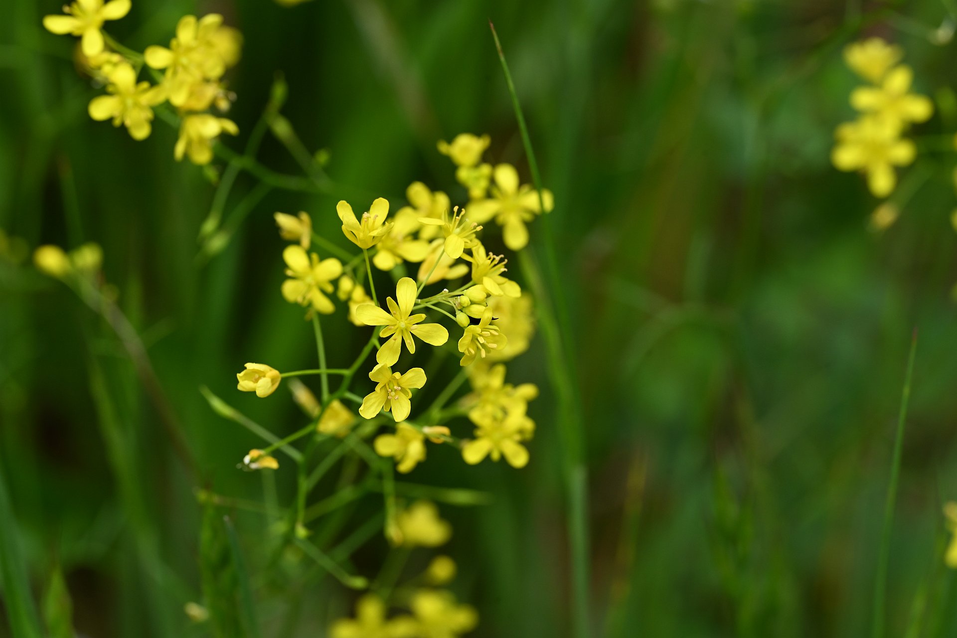 Rorripa stylosa