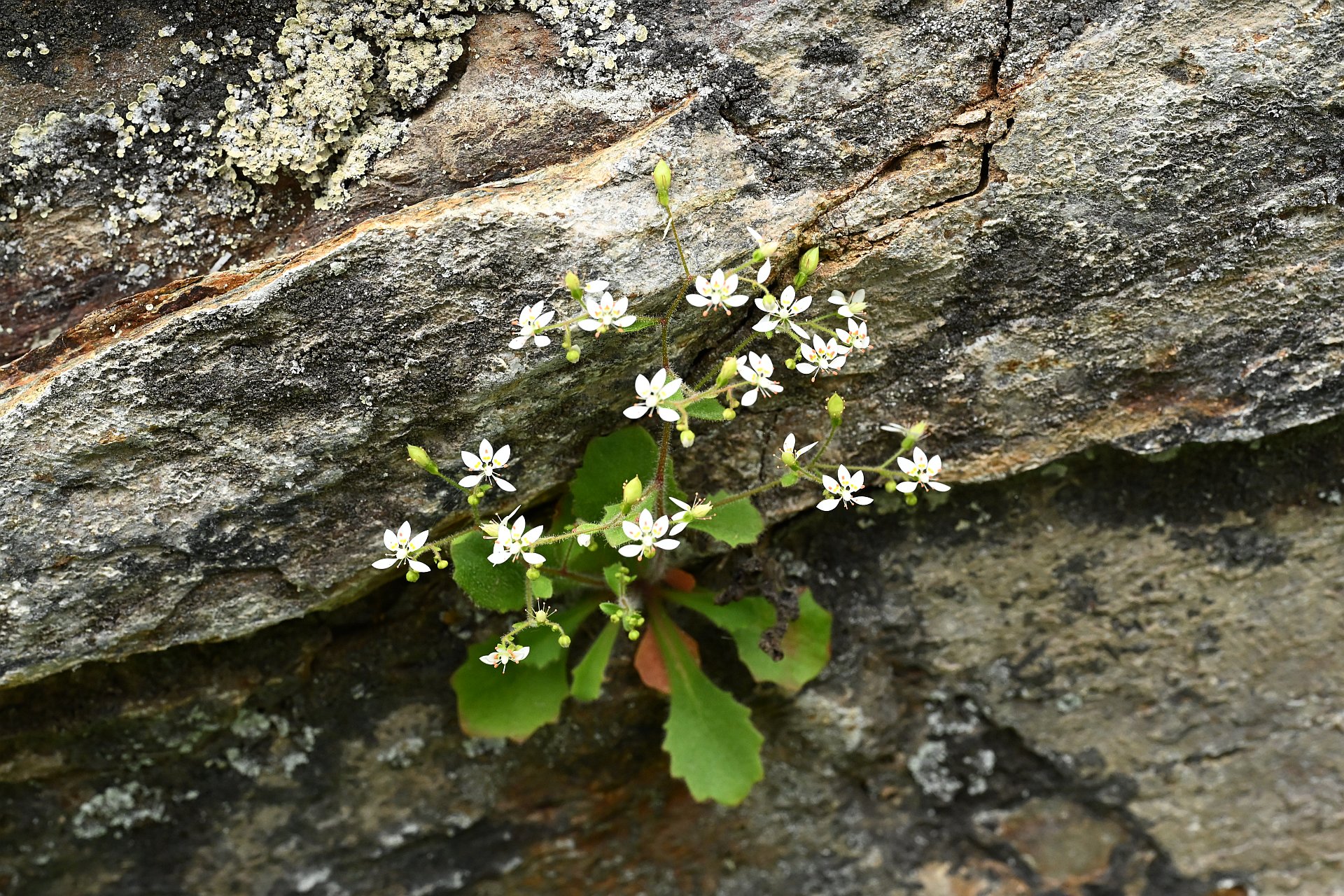 Saxifraga clusii